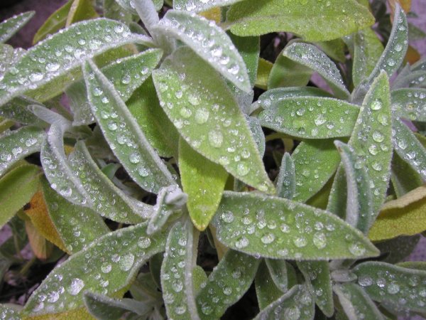 Salbei im Regen