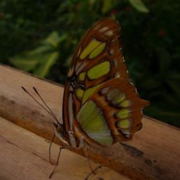 Schmetterling