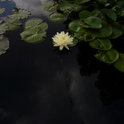 Seerose in Kew Gardens