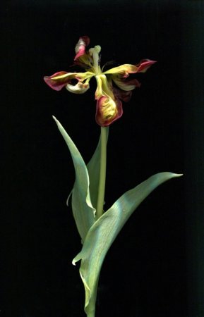 Verblühte Tulpe